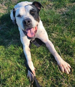 What my friends at Seattle Humane say about me I am new here and the staff are still getting to