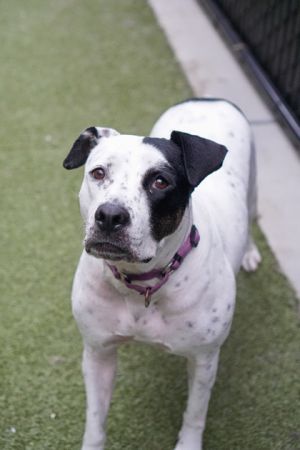 What my friends at Seattle Humane say about me I am new here and the staff are still getting to