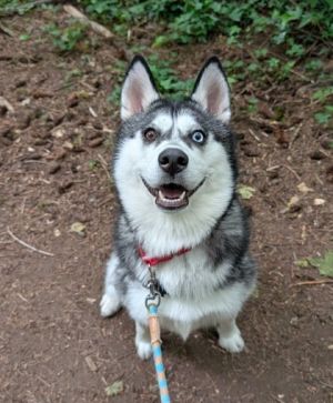 What my friends at Seattle Humane say about me Im a vivacious dog who enjoys being active Ive bee