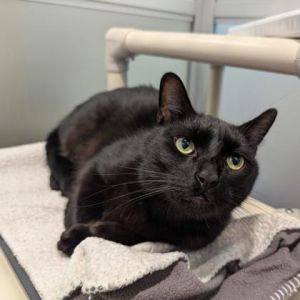Oliver, Adult Male Domestic Short Hair