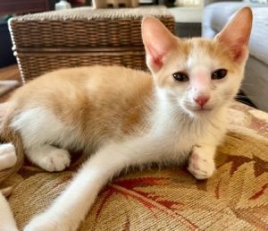 Chesterfield, Baby Male Domestic Short Hair