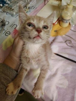 Clarendon, Baby Female Domestic Short Hair