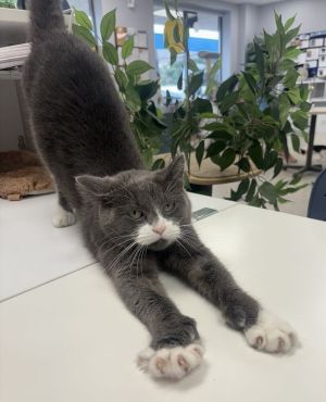 Cheesecake ~Adoption Center Cat~, Adult Female Domestic Short Hair