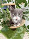 Cheesecake ~Adoption Center Cat~ photo 2