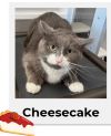 Cheesecake ~Adoption Center Cat~ photo 3