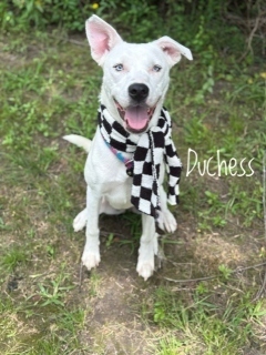 Duchess 32997