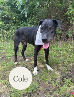 Cole 33046