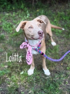 Lolitta 125850