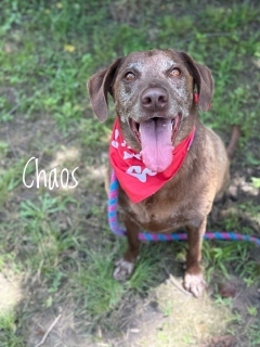 Chaos 33109