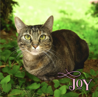 Joy 33051