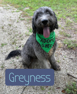 Greyness 33107