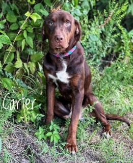 Carter 33049, Adult Male Labrador Retriever
