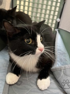 Tuxie 33088