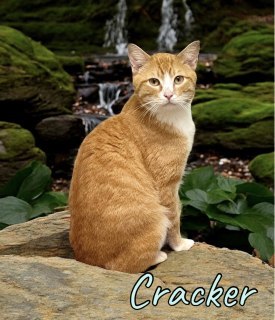 Cracker 122882