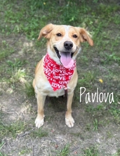 Pavlova 32230