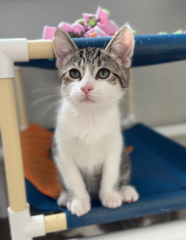 Pickles, an adoptable Domestic Short Hair in Bemidji, MN, 56601 | Photo Image 1