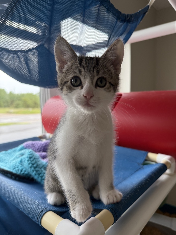 Pickles, an adoptable Domestic Short Hair in Bemidji, MN, 56601 | Photo Image 2