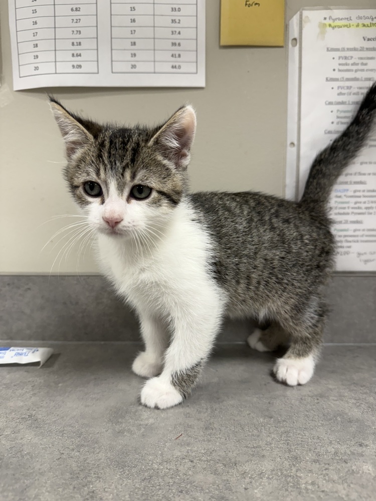 Pickles, an adoptable Domestic Short Hair in Bemidji, MN, 56601 | Photo Image 3