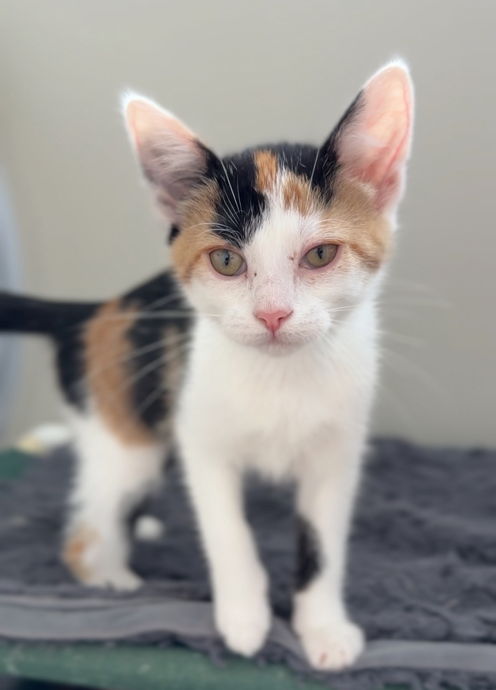 Sippi, an adoptable Domestic Short Hair in Bemidji, MN, 56601 | Photo Image 1