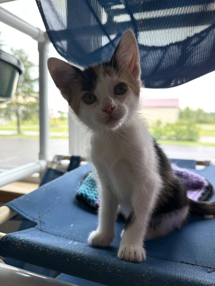 Sippi, an adoptable Domestic Short Hair in Bemidji, MN, 56601 | Photo Image 2