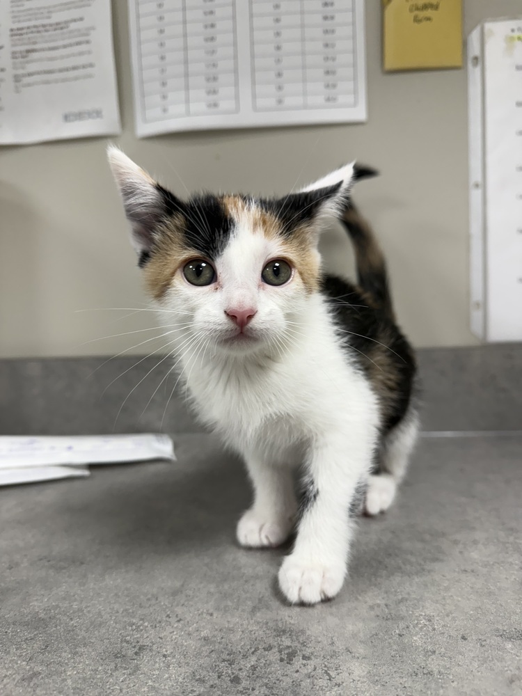 Sippi, an adoptable Domestic Short Hair in Bemidji, MN, 56601 | Photo Image 3