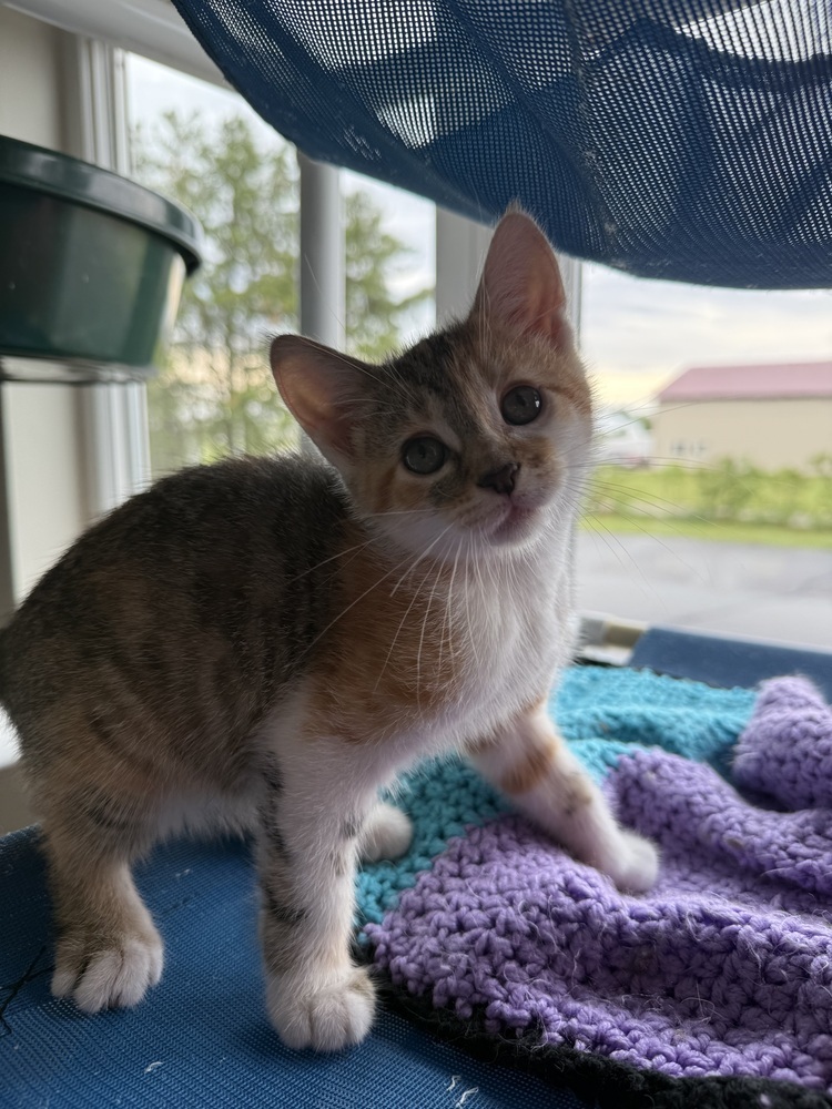 Josie