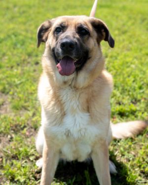 MJ, Adult Female German Shepherd Dog
