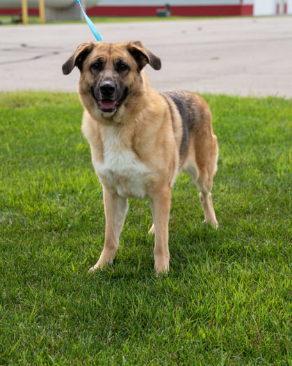 MJ, an adoptable German Shepherd Dog, Mixed Breed in Pequot Lakes, MN, 56472 | Photo Image 1