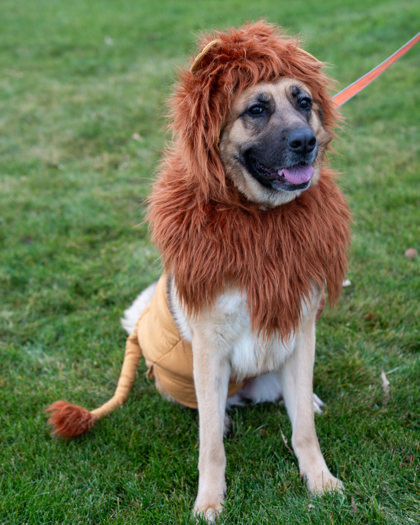 MJ, an adoptable German Shepherd Dog, Mixed Breed in Pequot Lakes, MN, 56472 | Photo Image 1
