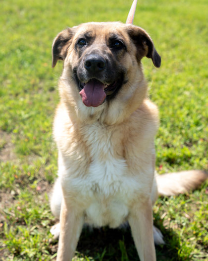 MJ, an adoptable German Shepherd Dog, Mixed Breed in Pequot Lakes, MN, 56472 | Photo Image 2