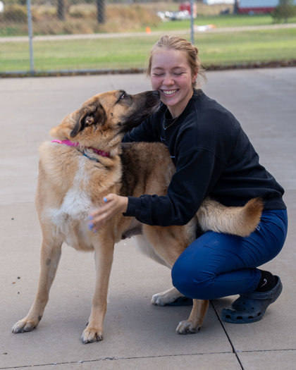 MJ, an adoptable German Shepherd Dog, Mixed Breed in Pequot Lakes, MN, 56472 | Photo Image 2