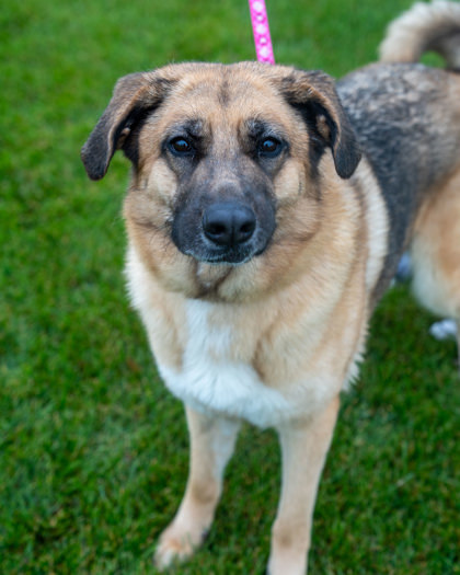 MJ, an adoptable German Shepherd Dog, Mixed Breed in Pequot Lakes, MN, 56472 | Photo Image 3