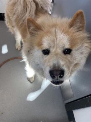 Miss Chowder, Adult Female Chow Chow