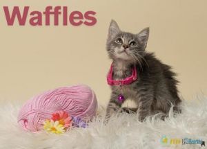 Waffles, Baby Female Domestic Short Hair