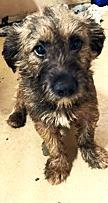 Eureka, Adult Female Schnauzer