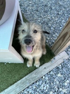 Sugar Pie, Baby Female Mixed Breed
