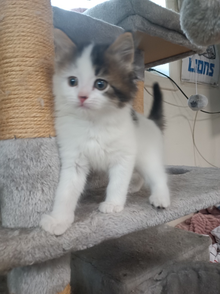 Suki