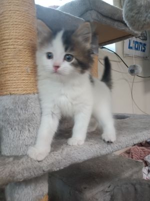 Suki, Baby Female Domestic Medium Hair