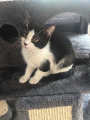 Moo, Baby Female Domestic Short Hair