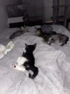 Moo photo 6