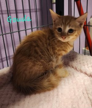 Gouda, Baby Female Domestic Short Hair