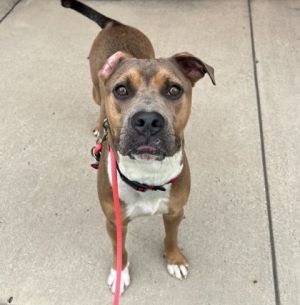 Beckett, Adult Male Mixed Breed