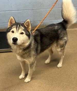 Mr. Wesley Mixed Breed Dog