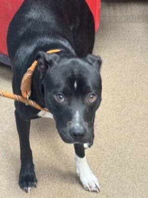 Sonic Mixed Breed Dog