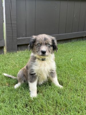 Bud, Baby Male Australian Shepherd