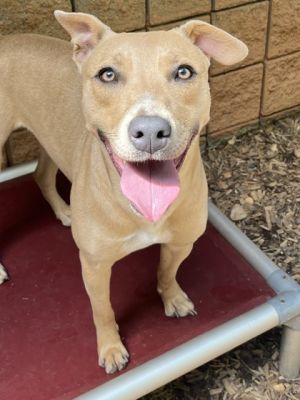 Ohio, Young Female American Staffordshire Terrier