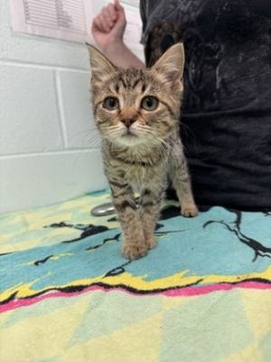Kyra, Young Female Domestic Short Hair