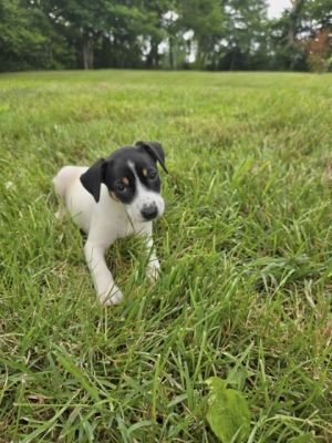Brittany, Young Female Mixed Breed