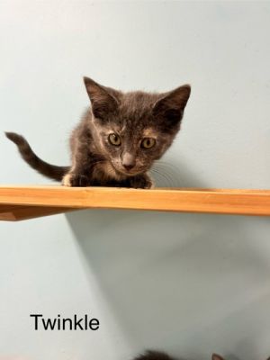 Twinkle, Young Female Domestic Short Hair