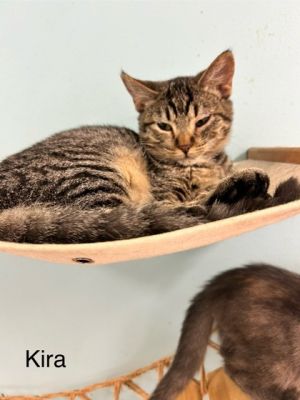 Kira, Young Female Domestic Short Hair
